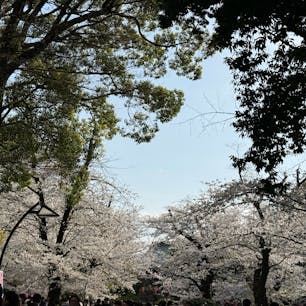先週末の上野公園の桜
見頃をむかえ、たくさんの人たちで盛り上がっていました
昼の桜も、夜の桜もどちらも美しいです。

#上野
#上野公園
#桜
#お花見