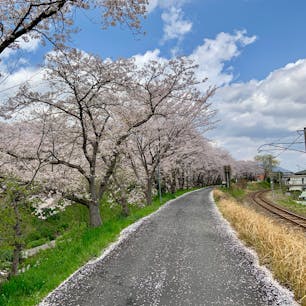 奈良県御所市　柳田川

小さな川沿いに、たくさんの桜が咲きます。大人数でお花見をするのには適していないためか、満開でも人は少ないです。

そろそろ見頃も過ぎますが、散り始めた桜もきれいでした。帰りに駅前の老舗和菓子店に立ち寄りました。