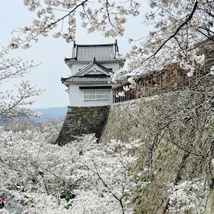 津山城（鶴山公園）
さくら祭り