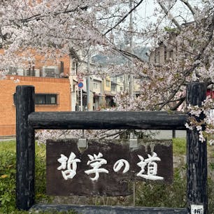 哲学の道の花筏
何も言う事は有りません、
哲学の道の終わりの疏水にダムを作り、桜の花弁を止めて花筏を作りましたね。

#サント船長の写真