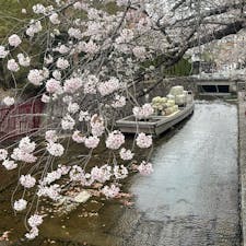 高瀬川の花筏
ココは京都木屋町の横を流れる高瀬川ですね。
その高瀬川にダムを作り、桜の花弁を止めました。

#サント船長の写真