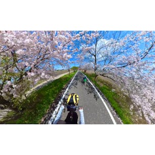 桜が見頃を迎えている、「つくば霞ヶ浦りんりんロード」へ🌸

自転車・歩行者専用のロードで、道のりもほぼ平坦でとても走りやすいです✨

桜の名所としても人気で、子供と一緒に約15kmのお花見サイクリングを楽しんできました🤗