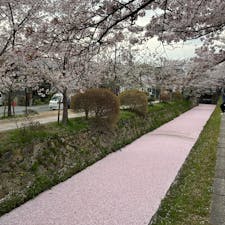白川疏水通の花筏🌸🌸