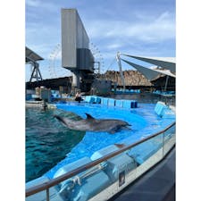 名古屋港水族館🐬

念願の名古屋港水族館へ行ってきました😊

何年も前からシャチを見に行きたかった名古屋港水族館。気がついたら1時間は眺めてた✋

#愛知