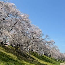 淀川背割桜

国営の淀川河川公園のうち、木津川と宇治川を分ける約1.4キロメートルのエリアが「背割堤地区」です。この堤にはソメイヨシノが249本植えられており、長く続く桜のトンネルは圧巻。ハナミズキも52本植えられています。


#サント船長の写真
