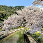京都　山科疏水

桜と菜の花
ピンクと黄色が可愛い