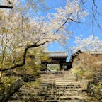京都　毘沙門堂

桜も似合う毘沙門堂