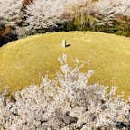 京都
将軍塚と桜