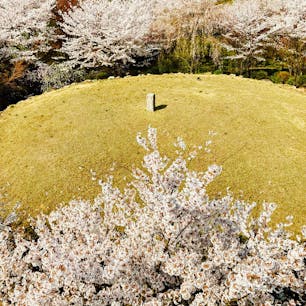京都
将軍塚と桜