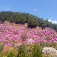 京都高尾西明寺
西明寺の裏山の三つ葉躑躅です。


#サント船長の写真