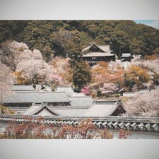 奈良　長谷寺の桜
満開に近く美しかった。