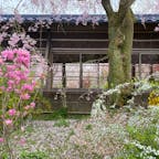 桜に木瓜にツツジに梅に、百花繚乱とはまさにこのこと！本当に桃源郷に来ちゃったようでした。