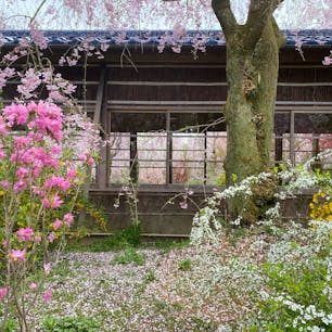 桜に木瓜にツツジに梅に、百花繚乱とはまさにこのこと！本当に桃源郷に来ちゃったようでした。