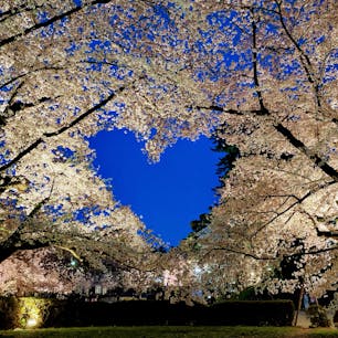 いつかの弘前公園🌸
昼も夜もどちらもすばらしいので1日2回行った方がいいと思う！また何度でも行きたい桜の名所です。