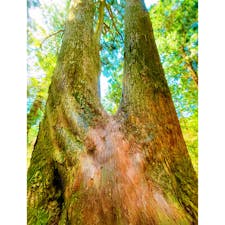 春の筑波山へ🥾

新緑が気持ちいいほか、山頂のカタクリやニリンソウが見ごろを迎えていました✨

山頂はまだ涼しく、登山にいい季節🌸

春の筑波山にぜひお出かけしてみて下さいね♪