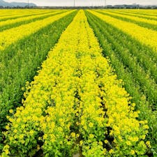 広島　笠岡市
道の駅　笠岡ベイファーム

菜の花の季節