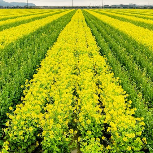 道の駅 笠岡ベイファーム