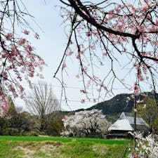 202503
佐賀
宝珠寺の姫枝垂れ桜

田んぼの中にポツンとあるお寺に
カメラに収めきれないくらい大きな枝垂れ桜があります