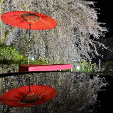 202503
福岡　身延の枝垂れ桜

去年は葉桜になりかけの時に行ったのですが
今年はなんとかセーフ
人が多いのはわかっていたので、平日の夜を狙って行きました
出店や桜の枝の提供はなかったのですが
そこまで人も多くなく…
ただ水盤の周りやベストな場所は
本格的な方たちの三脚やらで混み合っていました