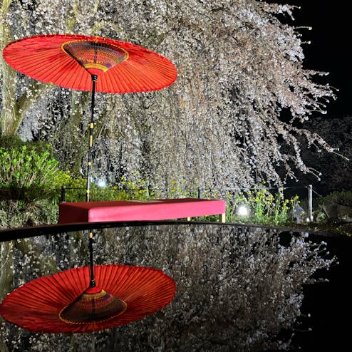 身延のしだれ桜祭り