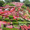 202504
佐賀　歌垣公園

雨でしたがツツジが見頃と聞き行ってきました
見渡す限りツツジが満開
小雨が降り、山から霧が立ち上り
鶯の鳴き声や鳥の鳴き声で癒されました

展望台からは御船山が見えました
