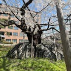 半径2メートルくらいの巨大な石を本当に桜の幹が割っている。