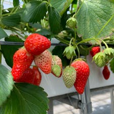 いちご狩りシーズンも終盤。直前で予約が取れたので、大阪　八尾市のグランドベリーさんに行ってきました。住宅街にあるいちご狩り園です。

すでに暖かくなっているため、甘さはやや少ないですが、小さな実を選ぶと甘かったです。品種は章姫。酸味が少ないのが特徴です。

いちご狩りは、2月から3月頃に行くのが甘くて果実も大きいので、おすすめですね。