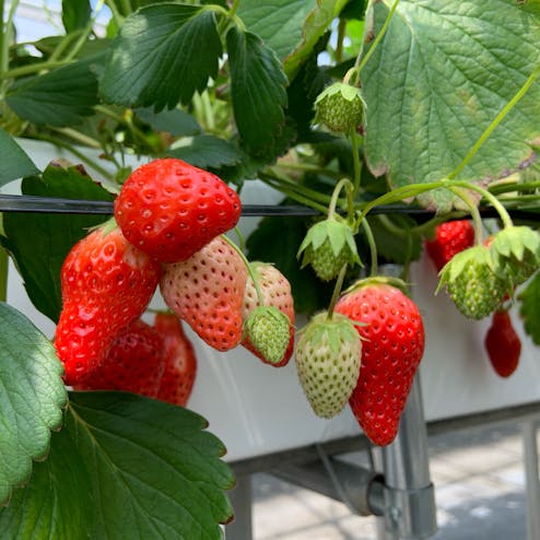 グランドベリー