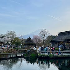 桜咲く忍野八海は夕方になっても観光客で賑わっていました。
