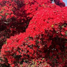 長岡天満宮のキリシマツツジ
京都府長岡京市の長岡天満宮の八条ガ池の道沿いにキリシマツツジが見事に咲いて居ます。人の背丈より高いツツジです。

#サント船長の写真