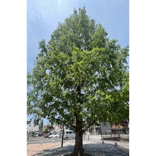 春のメタスコア
新緑が美しいですね。
京都千本三条に１本だけ有りますよ、

#サント船長の写真#メタセコイア