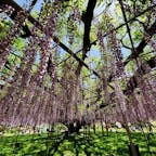 2025年5月 栃木県
あしかがフラワーパーク