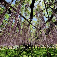 2025年5月　栃木県　
あしかがフラワーパーク
