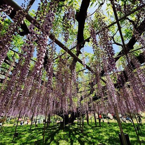 あしかがフラワーパーク