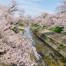 奈良
高田千本桜

本当に綺麗でした
桜の花びらが川面に
流れて行くのもよかった