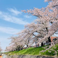 奈良
高田千本桜

屋台も出ていて
楽しかった