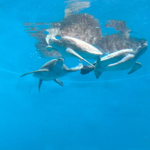 ウミガメ館