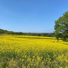 チューリップはさすがに終わりかけてたけど菜の花は満開！カラフルなビオラも見頃で、あちこちから聞こえてくるホトトギスの鳴き声も爽やかでした。

あちこちにイースターの名残の卵モチーフがたくさんあって、鯉のぼりも飾られてて、賑やかな雰囲気も良かったです。