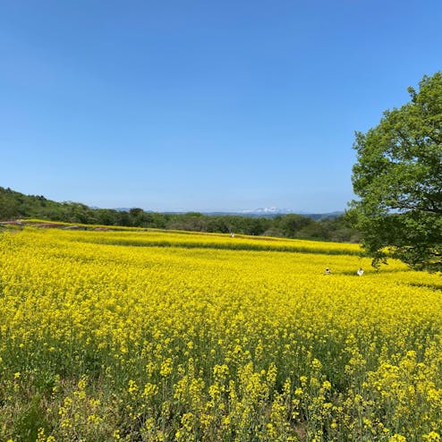 やくらいガーデン