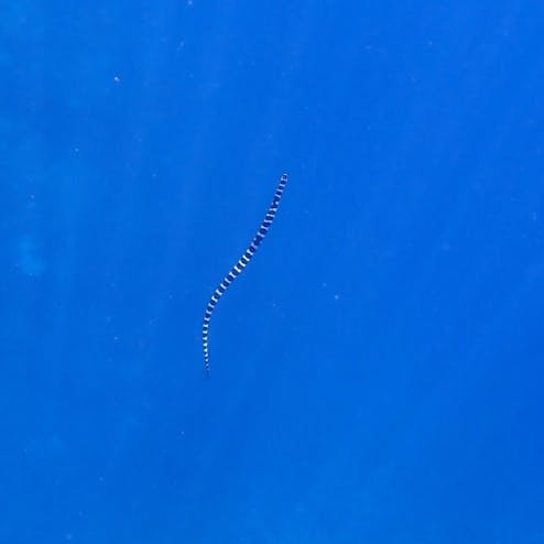 マリンショップ taitai