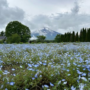 花の都に行きました！
ラッキーなことに富士山が見えました！