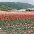 上湧別チューリップ🌷公園
