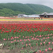 上湧別チューリップ🌷公園