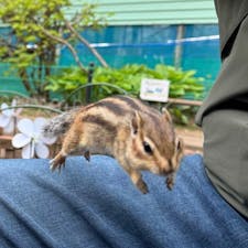 オホーツクシマリス🐿️公園