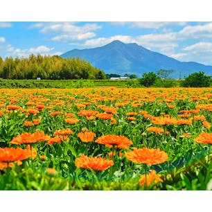 春の花々が見頃を迎えている、「小貝川ふれあい公園」(茨城県下妻市）へ✨

キンセンカはちょうど見頃で、ポピーは見頃過ぎとの案内でしたが、どちらもとても綺麗でした☺️

青空とお花、筑波山のコラボレーションが素晴らしかったです✨