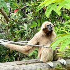 山口県宇部市
ときわ動物園
檻や柵の無い水モート（水ほり）による展示施設があり、いろいろな種類のサルを見ることができ、カピバラやアルパカもいます。