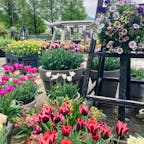 滋賀
草津市立水生植物公園
みずの森

花のきれいな時でした