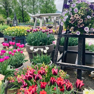 滋賀
草津市立水生植物公園
みずの森

花のきれいな時でした