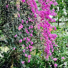 山口県宇部市
ときわ植物園
宇部市制100周年ということで、31日土曜まで無料開放中（ときわ動物園も無料）