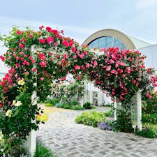 山口宇部空港
この時期、たくさんの薔薇がとても綺麗に咲いています。